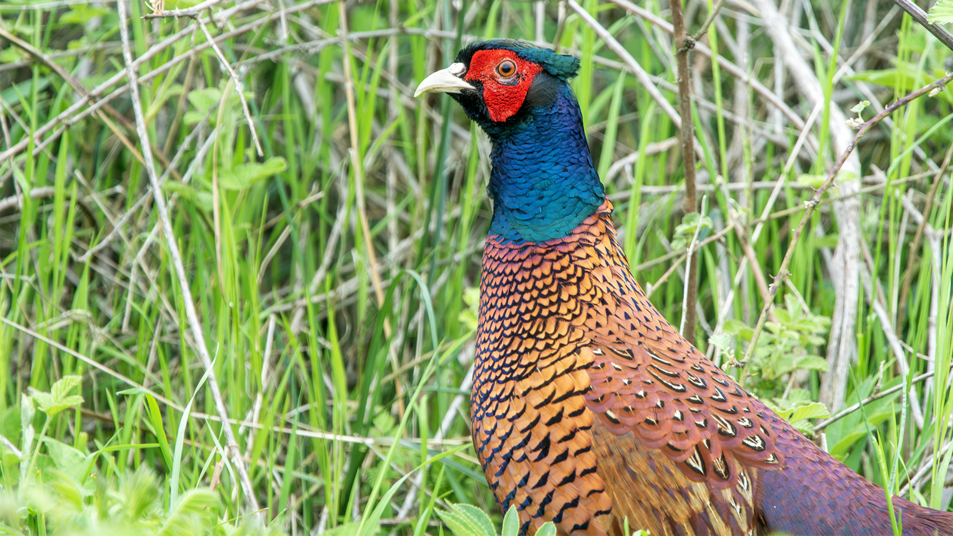 Ring-necked Pheasant